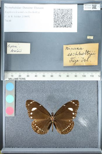 Media type: image;   Entomology 159348